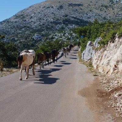 Skywalk Biokovo Tour Quads rent Makarska