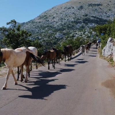 Makarska Riviera Tour Quad rent