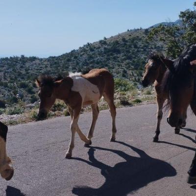 Skywalk Biokovo Tour Quads rent Makarska